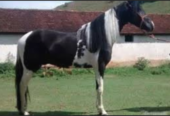 Compre seu cavalo